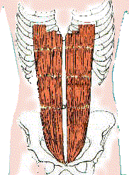 abdom.gif (24321 bytes)